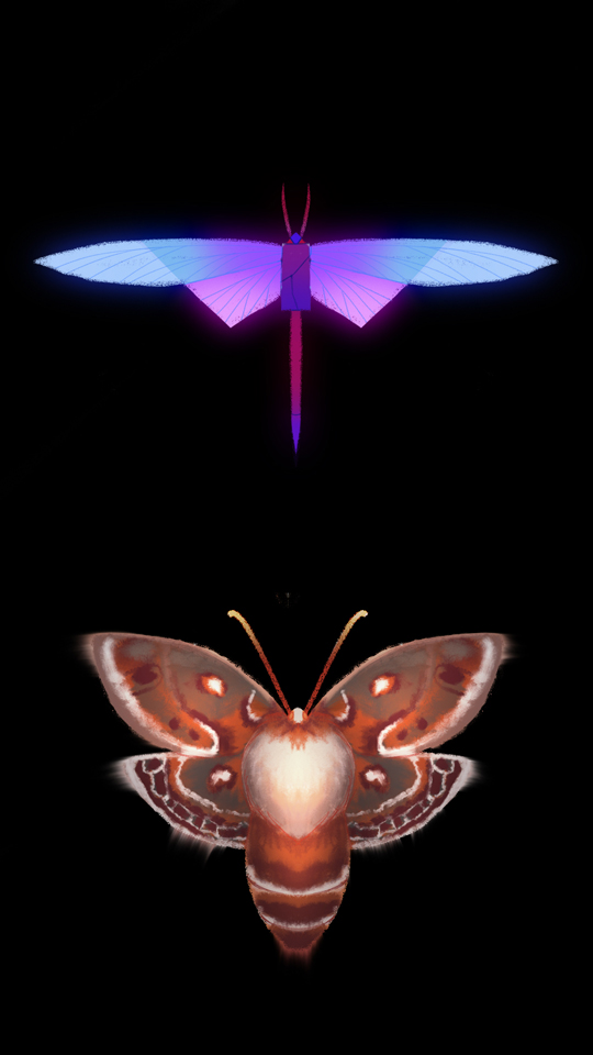 butterfly reveal_0000_10