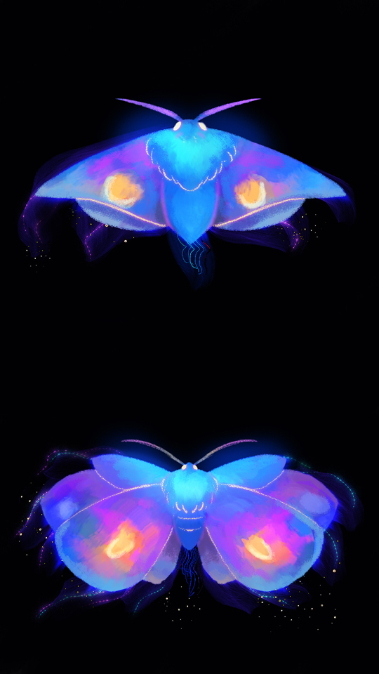 butterfly reveal_0008_02