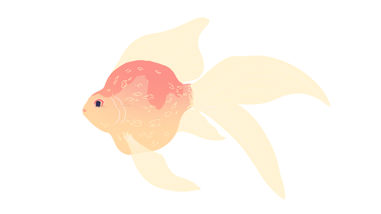 fish-01